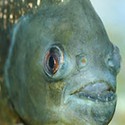 100 Pics Sea Life Answers Level 96