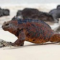 100 Pics Sea Life Answers Level 97