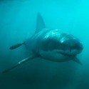 100 Pics Sea Life Answers Level 99