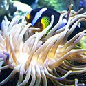 100 Pics Sea Life Answers Level 100