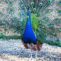 100 Pics Something Blue Answers Level 2