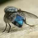 100 Pics Something Blue Answers Level 37