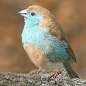 100 Pics Something Blue Answers Level 95