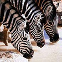 100 Pics Spots Or Stripes Answers Level 2