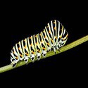 100 Pics Spots Or Stripes Answers Level 89